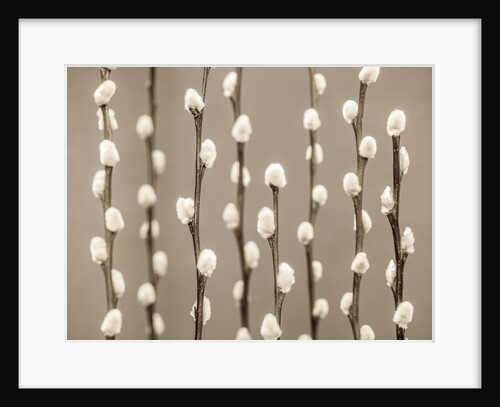Pussy Willow twigs by Assaf Frank